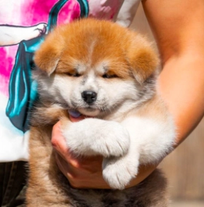 Akita Inu Welpe kaufen