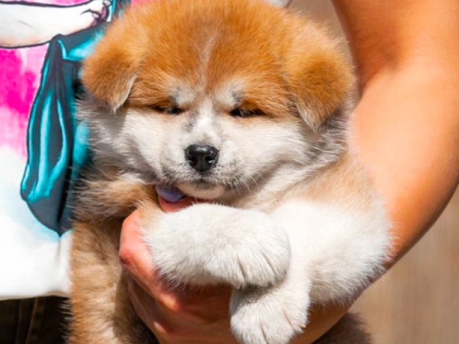 Akita Inu Welpe kaufen