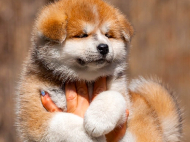 Akita Inu Welpe kaufen
