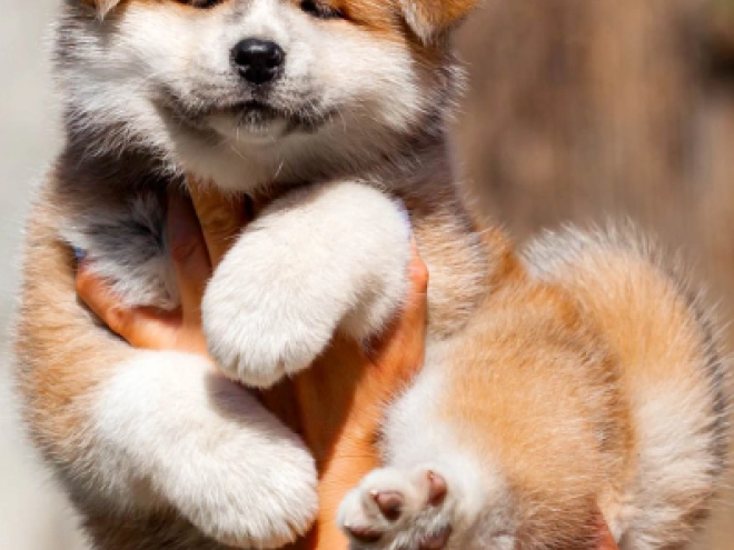 Akita Inu Welpe kaufen