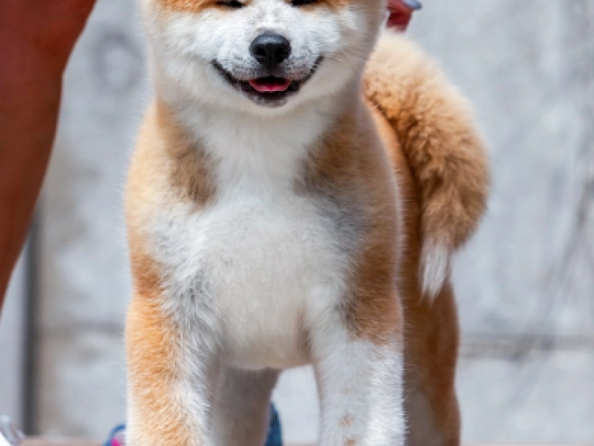 Perros Akita Inu en venta