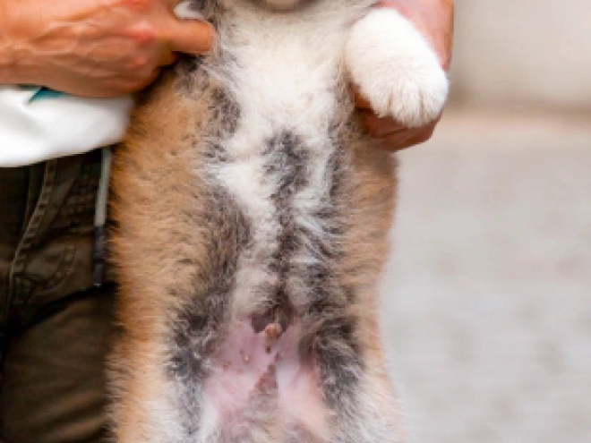 Akita Inu Welpe kaufen