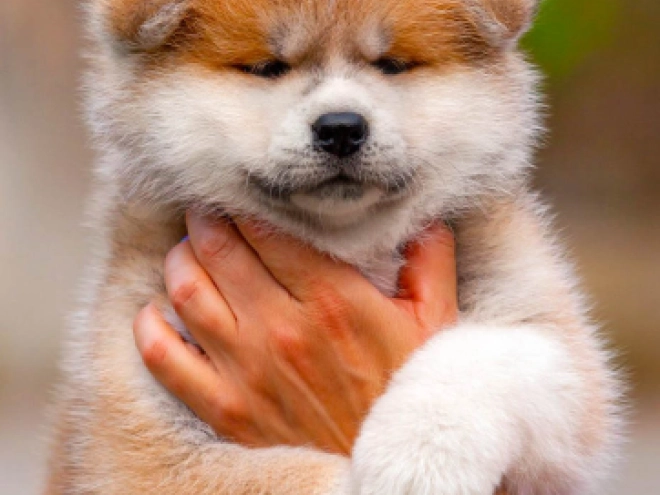 Akita Inu Welpe kaufen
