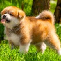 Hachiko, red Akita Inu for sale