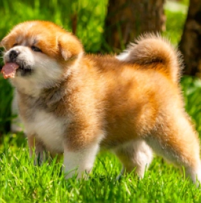 Akita Inu Welpe kaufen