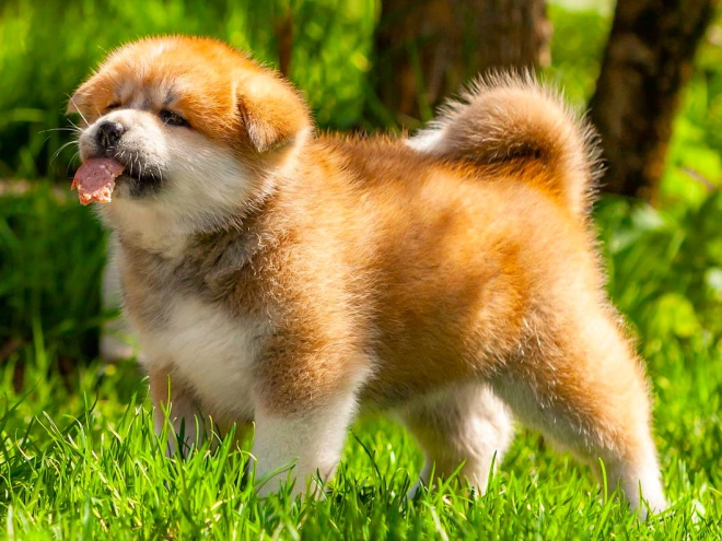 Akita Inu Welpe kaufen