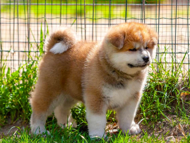Akita Inu Welpe kaufen