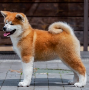 Akita Inu Welpe kaufen