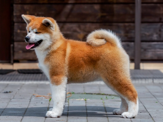 Perros Akita Inu en venta