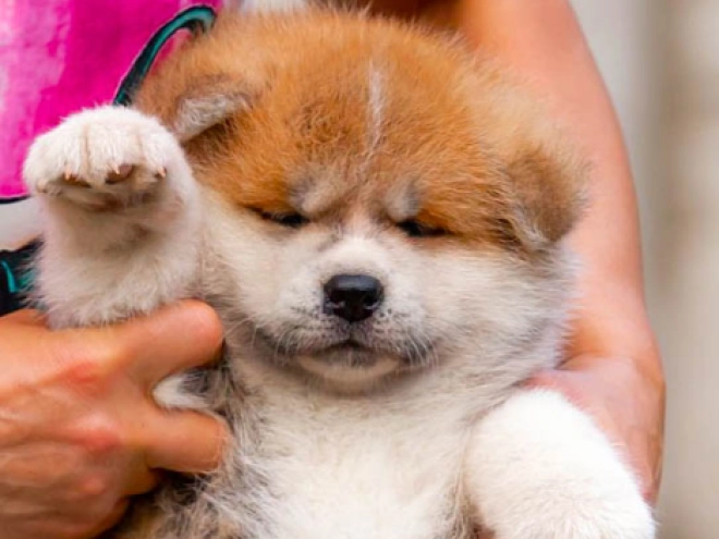 Akita Inu Welpe kaufen