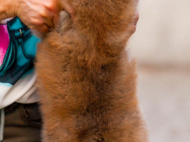 Akita Inu Welpe kaufen
