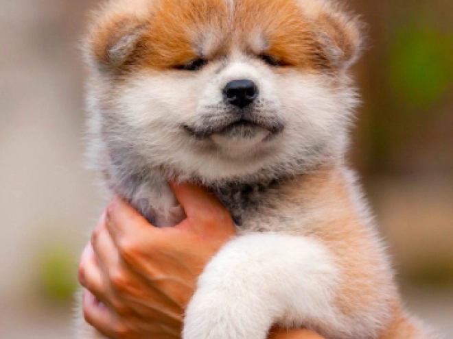 Akita Inu Welpe kaufen