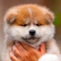 Akita Inu puppy for sale