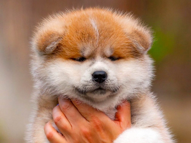 Akita Inu Welpe kaufen