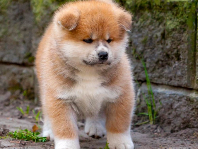 Akita Inu Welpe kaufen