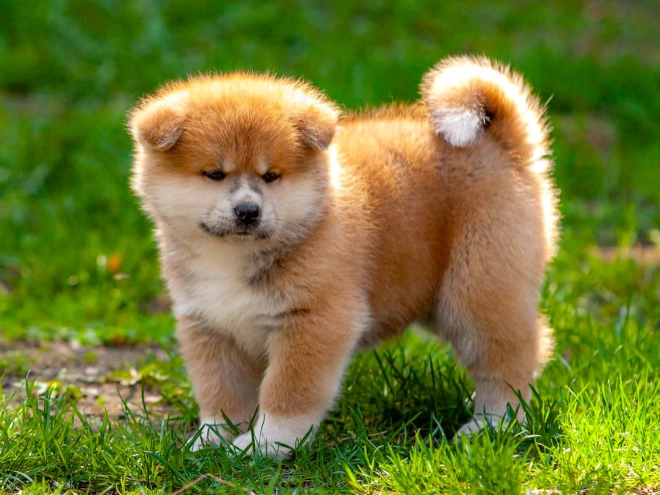Akita Inu Welpe kaufen