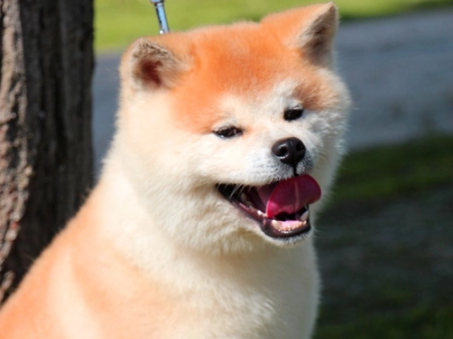 Perros Akita Inu en venta