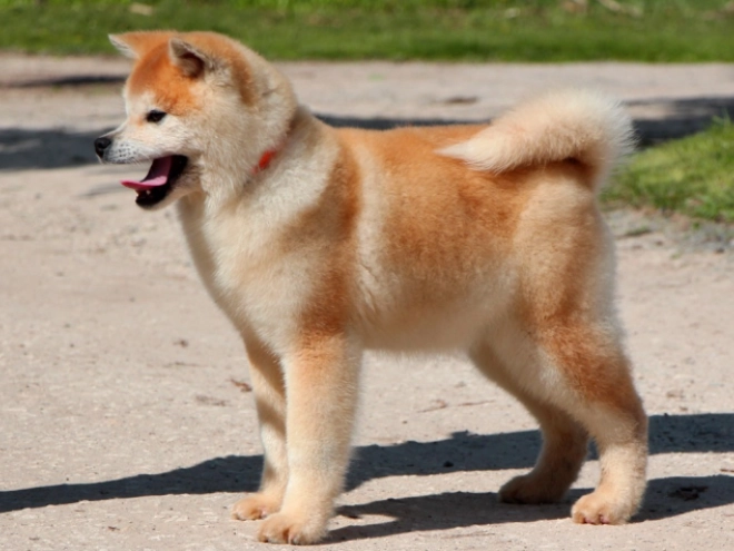 Perros Akita Inu en venta