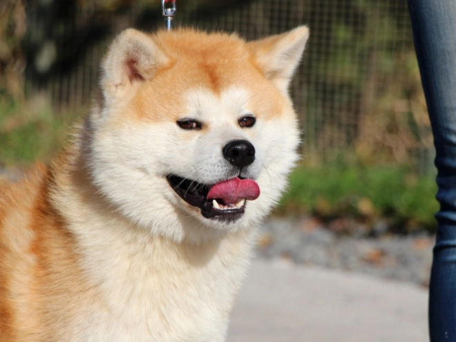 Perros Akita Inu en venta