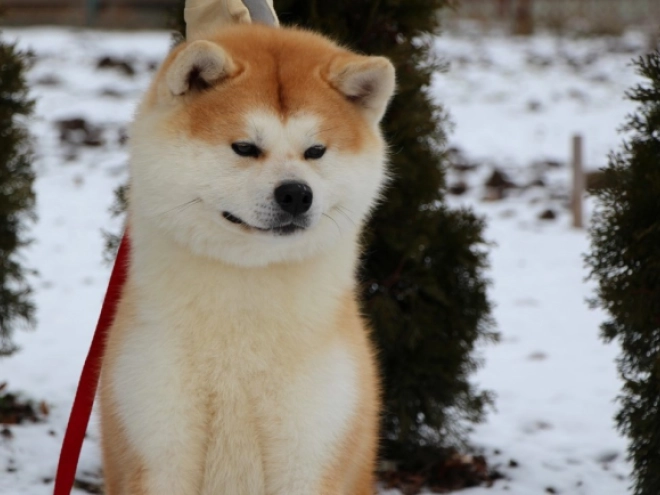 Perros Akita Inu en venta