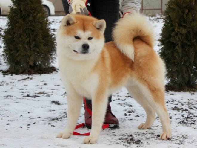 Perros Akita Inu en venta