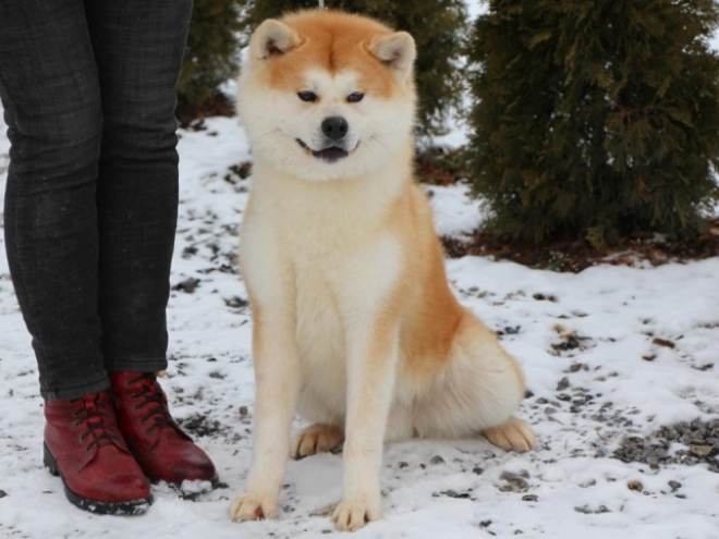 Perros Akita Inu en venta