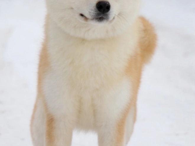Perros Akita Inu en venta
