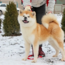 Perros Akita Inu en venta