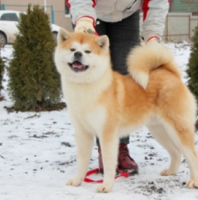 Perros Akita Inu en venta