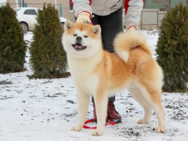 Perros Akita Inu en venta