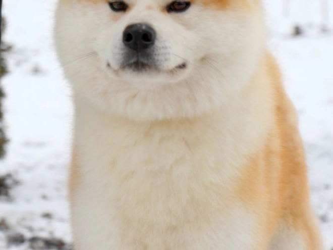Perros Akita Inu en venta