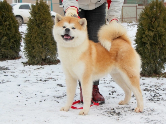 Perros Akita Inu en venta