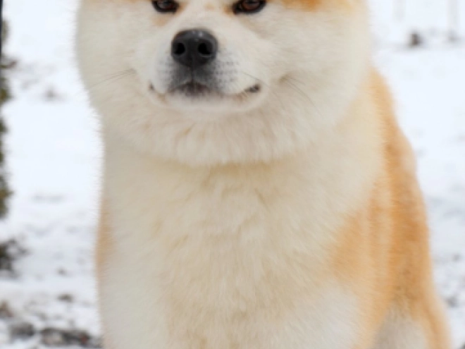 Perros Akita Inu en venta