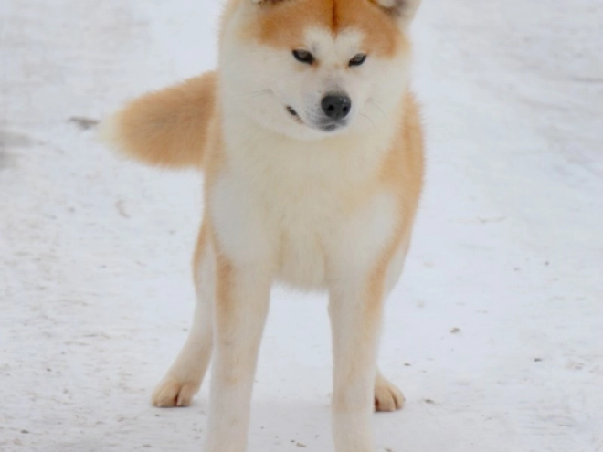 Perros Akita Inu en venta