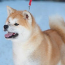 Perros Akita Inu en venta