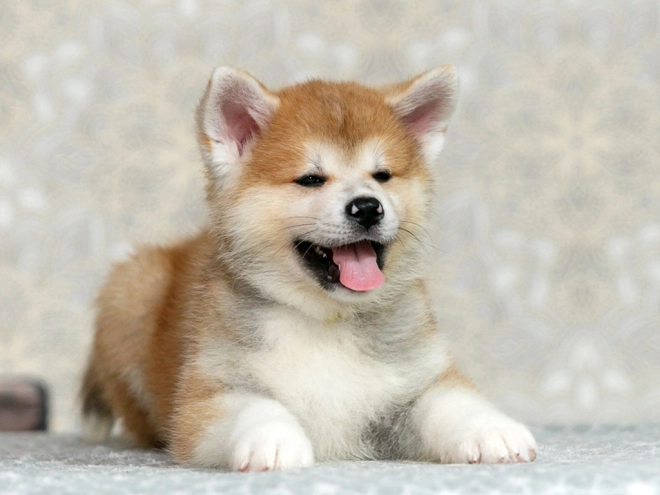 Perros Akita Inu en venta