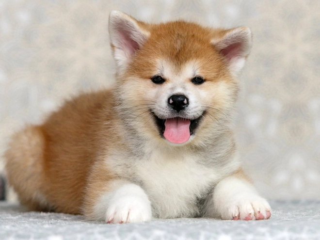 Perros Akita Inu en venta
