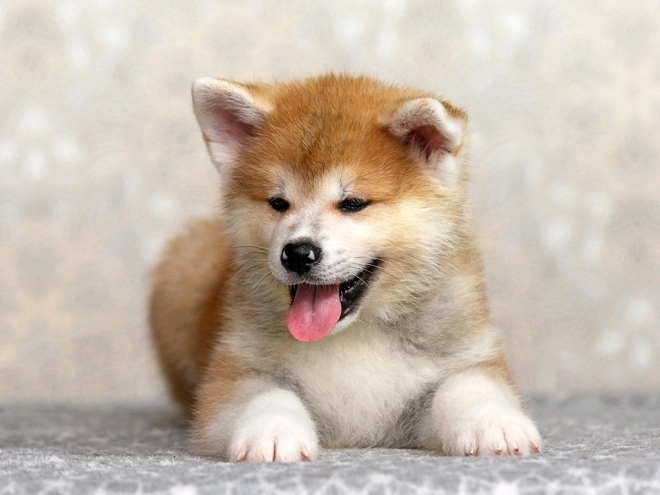 Perros Akita Inu en venta