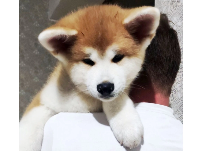 Perros Akita Inu en venta