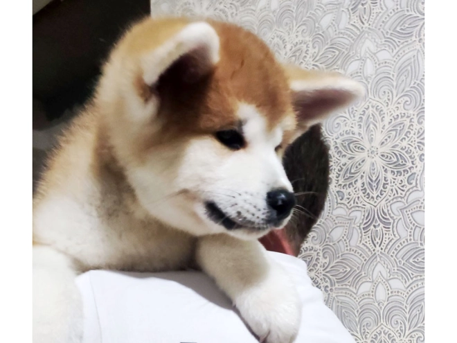 Perros Akita Inu en venta