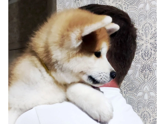 Perros Akita Inu en venta