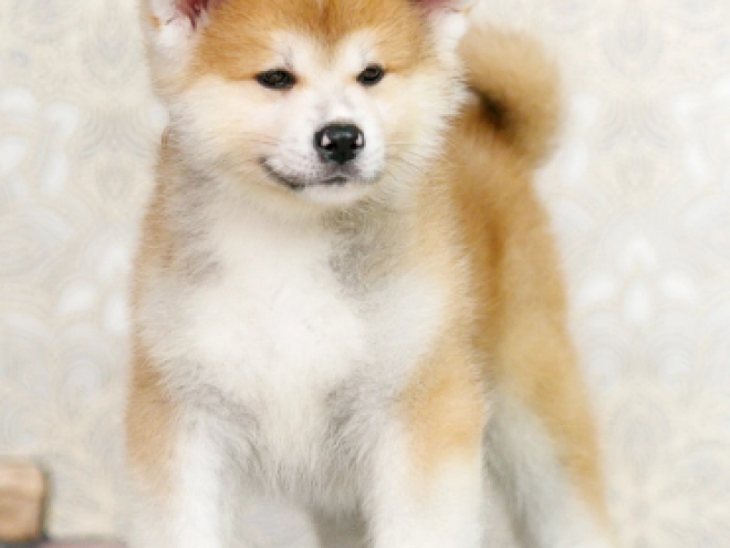 Perros Akita Inu en venta