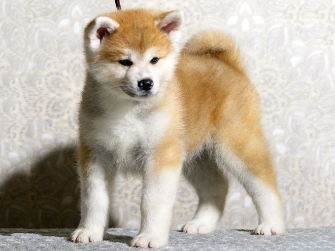 Perros Akita Inu en venta