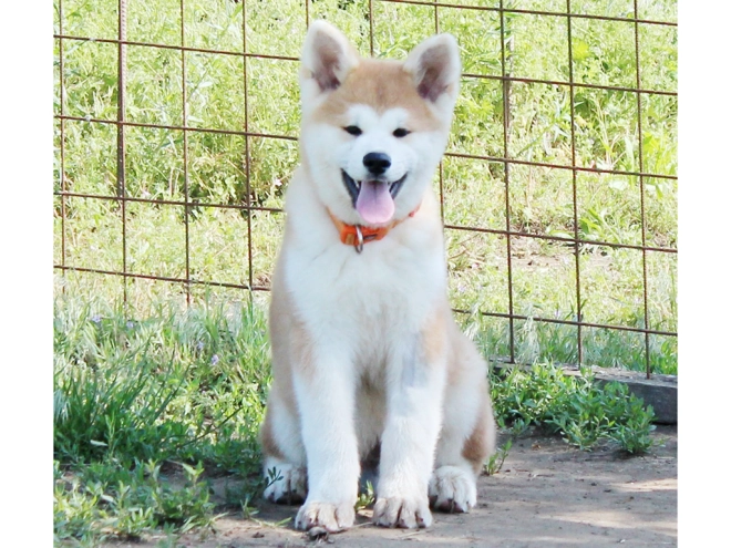 Perros Akita Inu en venta