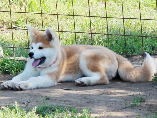 Perros Akita Inu en venta
