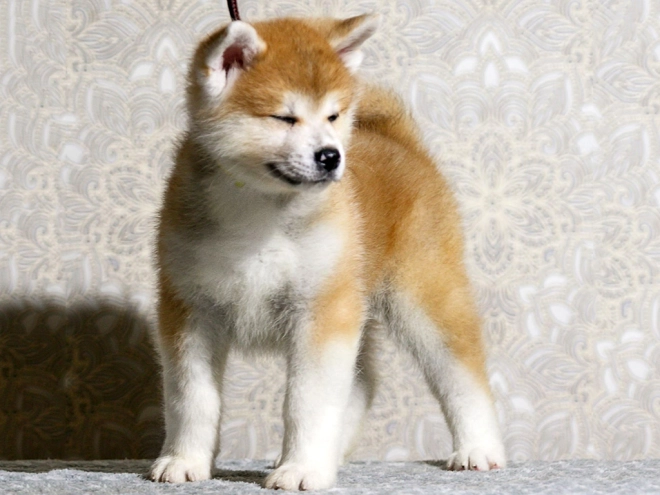Perros Akita Inu en venta