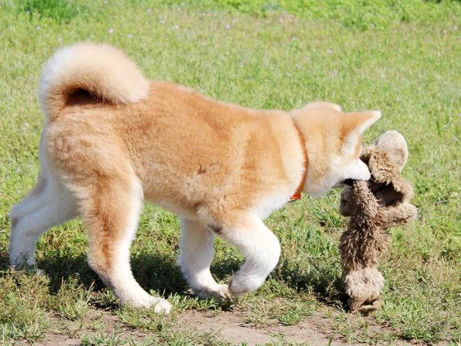 Perros Akita Inu en venta