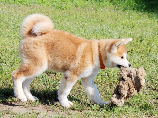 Perros Akita Inu en venta