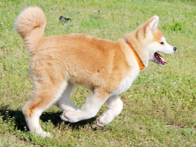 Perros Akita Inu en venta