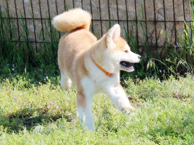 Perros Akita Inu en venta